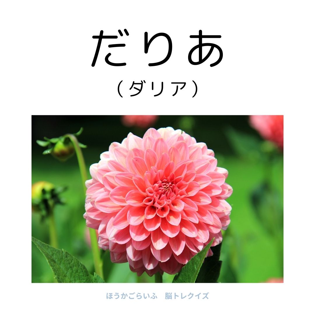 高齢者向け（無料）言葉の並び替えで脳トレしよう！文字（ひらがな）を並び替える簡単なゲーム【花の名前】健康寿命を延ばす鍵